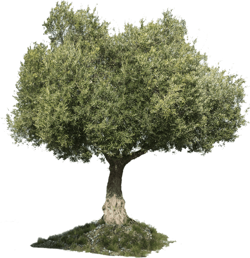 Adopt olive tree [1 Year]