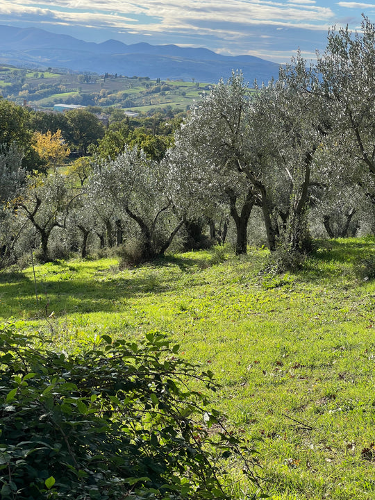 Adopt an Olive Tree