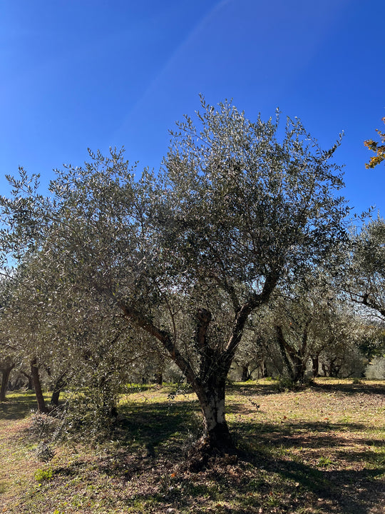 Adopt an Olive Tree