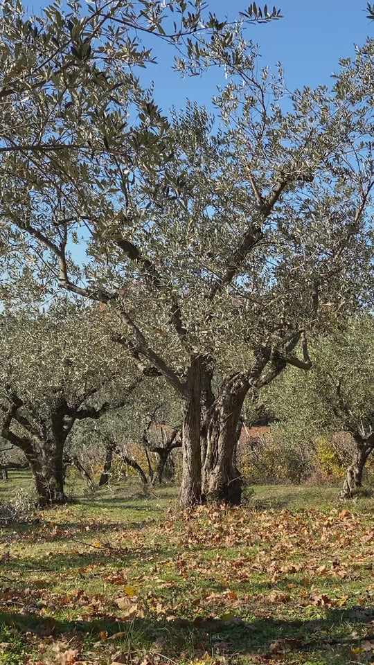 Adopt an Olive Tree